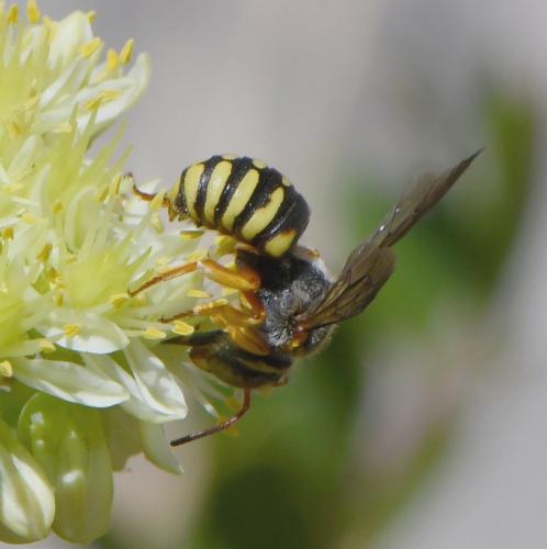 Réf. 262 772 : Rhodanthidium infuscatum